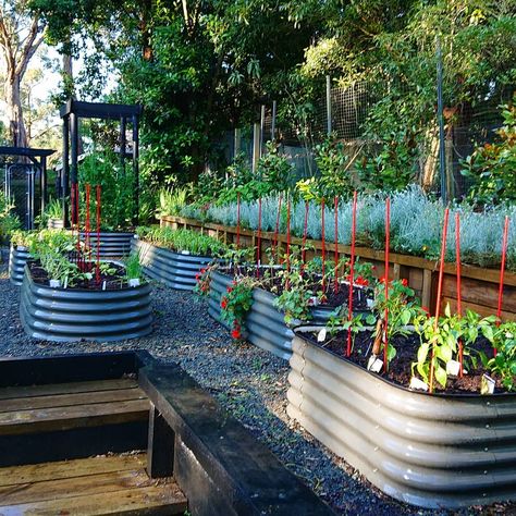 Small Veg Patch Ideas, Tall Raised Garden Beds, Beautiful Raised Garden Beds, Allotment Ideas, Wooden Raised Garden Bed, Metal Garden Beds, Raised Garden Bed Kits, Elevated Gardening, Veg Patch