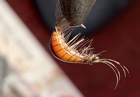 Jan Rozman and his Slovenian scuds - Fly Tying Visit Slovenia, Fly Fishing Art, River Side, Fishing Art, Fly Tying Patterns, Brown Trout, Rainbow Trout, Big Fish, He Is Able