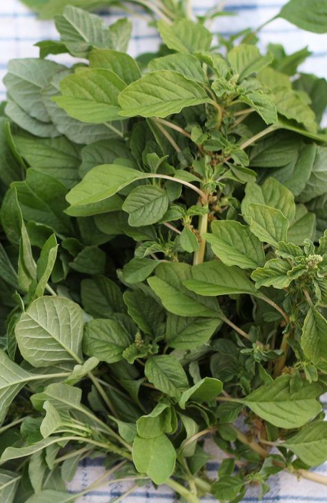 Pigweed, or wild amaranth Wild Amaranth, Wild Vegetables, Amaranth Plant, Medicinal Weeds, African Herbs, Ayurvedic Plants, Edible Weeds, Not Wanted, Organic Gardening Pest Control