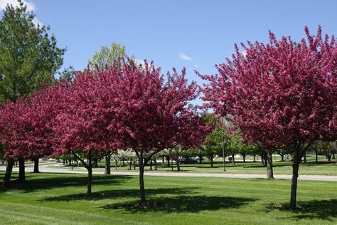 Crabapple trees are among the most widely planted ornamental trees in the upper Midwest.  When selecting a crabapple for the home landscape, consider all ornamental features (flowers, fruit display, growth habit, etc.) mature size, and resistance to insect feeding and disease-causing pathogens. A sampling of some of the best crabapple selections is provided below. Crab Apple Tree Small Garden, Lollipop Crabapple Tree, Crab Apple Tree Landscape, Robinson Crabapple Tree, White Crab Apple Tree, Plant Pathology, Master Gardener Program, Evergreen Flowers, Plant Insects