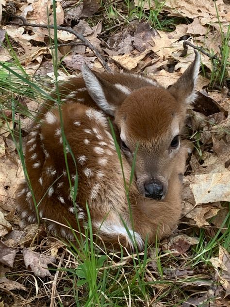 Fawn Sleeping, Fawns Deer, Emotional Support Animal, Roe Deer, Whitetail Deer, Oh Deer, Baby Deer, Cute Little Things, Woodland Creatures