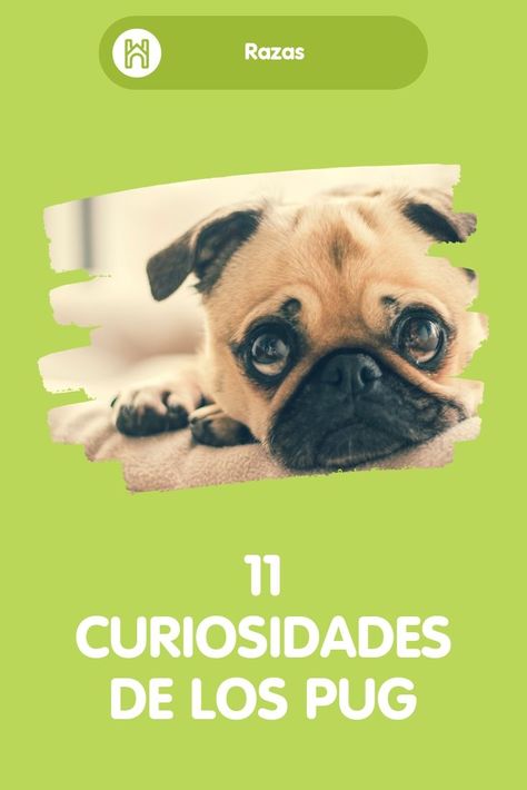 Los perros pug son muy buenos compañeros. Listos, inteligentes, juguetones y se creen el centro de atención. Cuida que tu perro pug no se quede mucho tiempo solo y mantelo ocupado con juegos. #Perros #Pug #Perritos #Mascotas #Animales #RazaPug Pug Pictures, Pug Puppies, No Se, Pet Care, Pug, Puppies, Pet, Health, Dogs