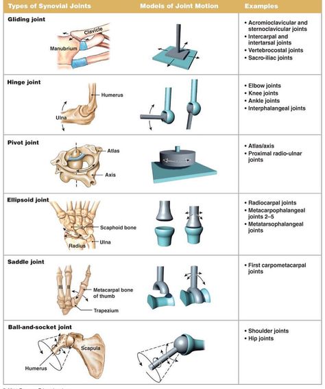 Different types of joints with joint motion #nptestudybuddy #pcestudybuddy #studybuddyfacts #npte #ptstudent #dptstudent Synovial Joints, Types Of Joints, Human Joints, Joints Anatomy, Musculoskeletal System, Body Joints, Muscle Anatomy, Human Anatomy And Physiology, Medical Anatomy