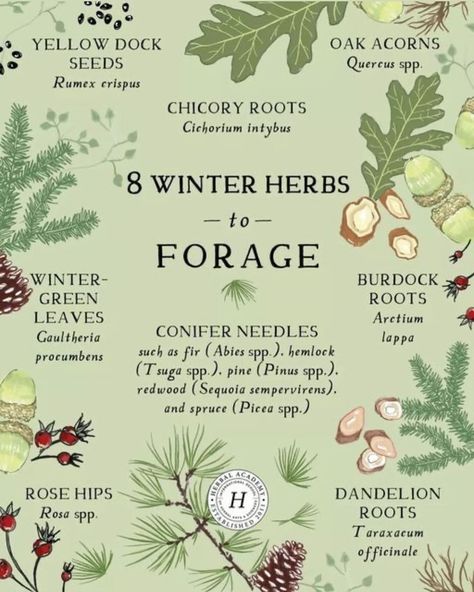 Starter Apothecary Herbs, Herbal Plants Medicine, Fall Herbs, Winter Foraging, Winter Herbs, Cichorium Intybus, Arctium Lappa, Medicinal Herb Garden, Herbs Medicinal