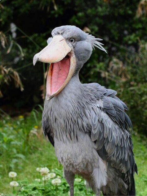 The Shoebill (Balaeniceps rex). This large bird was previously classified with storks, but genetic evidence places it with the Pelecaniformes. If any bird could convince me that birds are dinosaur descendants, this guy is it. Shoebill Bird, Shoebill Stork, Weird Birds, Tattoo Nature, Animals Tattoo, Unusual Animals, Rare Birds, Rare Animals, 웃긴 사진