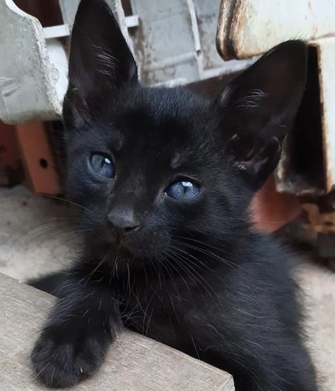 Black Cat Aesthetic Blue Eyes, Black Kittens With Blue Eyes, Black Cat With Blue Eyes Aesthetic, Black Cats Blue Eyes, Black Cats With Blue Eyes, Blue Eyed Animals, Black Cat Blue Eyes, Black Cat With Blue Eyes, Blue Eyes Aesthetic