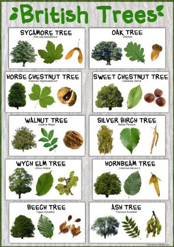 British Trees Laminated Nature Poster - Size A1 (84.1 cm ... https://www.amazon.co.uk/dp/B00HZ0AFB2/ref=cm_sw_r_pi_dp_x_ozE4zbWJ4BAB4 School Classroom Decoration, Tree Leaf Identification, Sweet Chestnut Tree, Identifying Trees, Leaf Identification, Types Of Trees, Horse Chestnut Trees, Forest School Activities, Tree Id