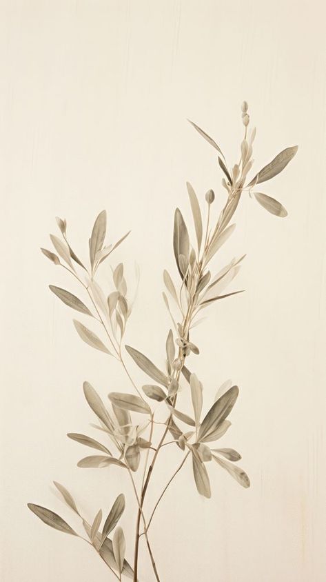 Pressed olive plant wallpaper flower leaf graphics. | premium image by rawpixel.com / Bew Olive Tree Sketch, Olive Tree Branch, Olive Plant, Tree Sketch, Tree Sketches, Background Floral, Wallpaper Flower, Fruit Wallpaper, Magnolia Trees