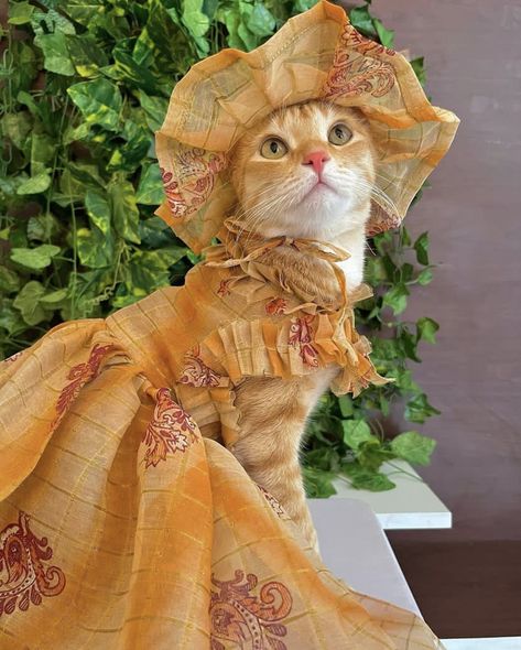 Cats Dressed Up, Cats In Outfits, Cat With Clothes, Cat In Dress, Cats In Clothes, Funny Animals Pictures, Animals In Clothes, Cats Orange, Unusual Animal Friendships