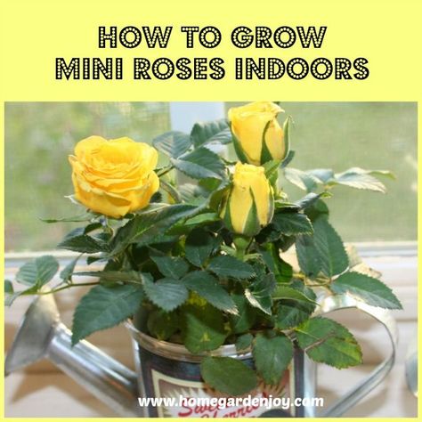 Yellow Leaves On Roses, Types Of Rose Bushes, Growing Roses From Seeds, Indoor Roses, Valentine Roses, Rose Plant Care, Miniature Roses, Desert Rose Plant, Rose Cuttings