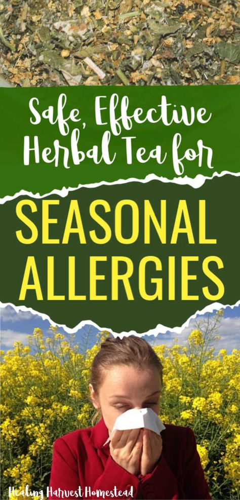 Best Easy Allergy and Sinus Soothing Herbal Tea Recipe — All Posts Healing Harvest Homestead Tea For Sinus Congestion, Herbal Remedies For Congestion, Tea For Allergies, Herbs For Sinus Congestion, Herbal Remedies For Sinusitis, Herbal Tea For Congestion, Herbal Knowledge, Apothecary Recipes, Herbs Recipes