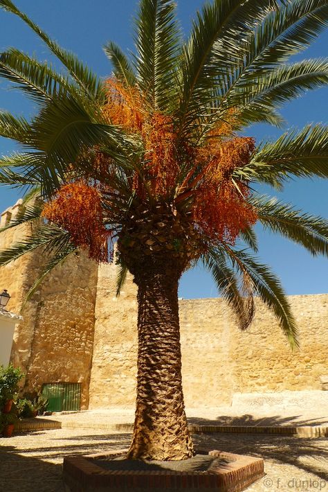 Date-palm in Iznajar, Andalucia, by old Moorish castle Egyptian Palm Tree, Date Tree, Dates Tree, Red Palm Oil, Date Palm, Outdoor Fairy Lights, Tropical Resort, Unique Trees, House Plants Decor