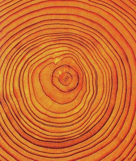 Leaf Vector, Trending Pins, Soyut Sanat Tabloları, Tree Rings, Orange You Glad, Sopot, Orange Aesthetic, Tree Photography, Orange Tree