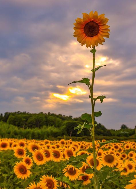 Last summer while in northern Michigan, gallivanting about the most beautiful sunflower fields I have ever seen....there it was. This beauty standing so tall and proud...out of the many hundreds of thousands of sunflowers at this farm, this one was in a class by itself! Sweet, little inspirational sunflower!!  **I offer prints on the following mediums: ready to hang 'lifelike' metal and canvis. I also offer Lustre finish gallery paper prints - FREE shipping on all domestic orders.Lustre paper pr Sunflower Landscape, Sunflower Farm, Sunflower Field, Sunflower Tree, Flower Identification, Michigan Photography, Sunflower Photography, Small Sunflower, Sunflowers And Daisies