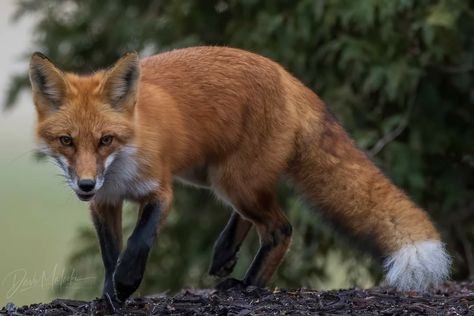 Fox Drawing Refrences, Red Fox Reference, Wild Fox Photography, Fox Looking Up, Fox Reference Photo, Animal Reference Photos For Artists, Fox Pouncing, Fox Poses, Fox Reference