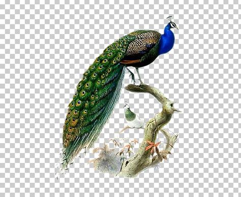 Flowers Png For Editing, Follow Png, 1k Followers Background Editing, Png Pic, Feather Png, Best Png, Birds Png, Png Images For Editing, Clipart Animals