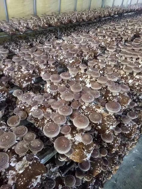 Mushroom Business, Mushroom Guide, Mushroom Farm, Growing Mushrooms At Home, Mushroom Identification, Mushroom Spores, Mushroom Growing, Mushroom Cultivation, Story Layout