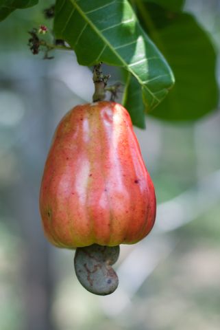 Now on @Fooducate:  7 Things You Didn't Know About Cashews Cashew Apple, Cashew Tree, God's Healing, Surprising Facts, Cashew, Colorful Drawings, Food App, Fruits And Veggies, Food Waste