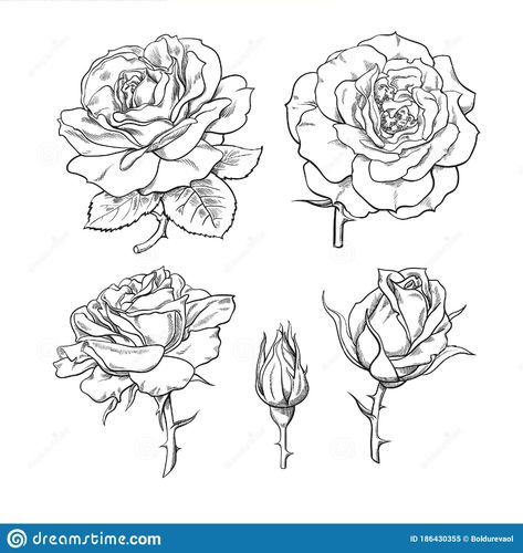 Rose Flowers Set. Stages Of Rose Blooming From Closed Bud To Fully Open Flower. Hand Drawn Sketch Style Stock Vector - Illustration of closed, black: 186430355 Flower Stages Tattoo, Blooming Tattoo, Rose Bud Tattoo, Rose Flower Sketch, Tattoo Circle, Bloom Tattoo, Rose Flower Tattoos, Rose Stencil, Rose Sketch