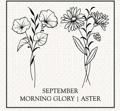 Morning Glory Aster Flower Tattoo, Drawing Of Morning Glory, Morning Glory Name Tattoo, Simple Morning Glory Flower Tattoo, Morning Glory Simple Drawing, Asters And Morning Glories Tattoo, Aster Tattoo Flower, Aster And Violet Flower Tattoo, Aster And Morning Glory Drawing