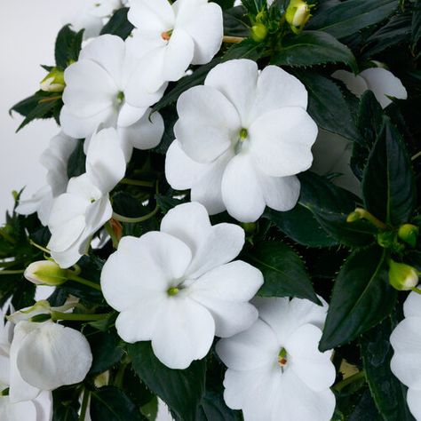 Sunpatiens Landscapes, White Sunpatiens, White Impatiens, Impatiens Flowers, Proven Winners Perennials, Proven Winners Plants, Garden Border, Coral Bells, Lilac Roses