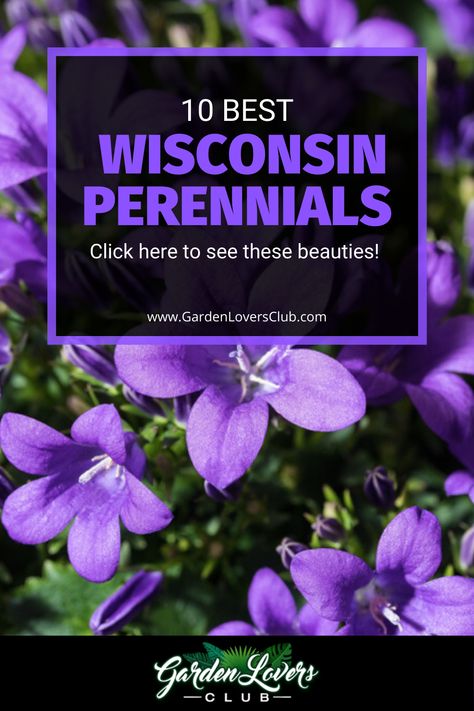 In this guide, we take a look at the best perennials that thrive in Wisconsin. Perennial Garden Ideas, Best Plants For Shade, Plants For Shade, Native Plant Landscape, Blooming Perennials, Plants That Attract Butterflies, Easy Perennials, Flower Bed Designs, Full Sun Plants