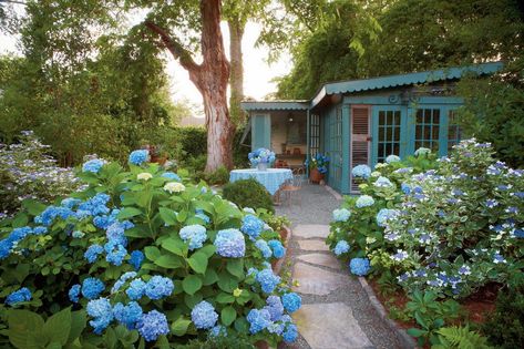 Blue Hydrangea Macrophylla When To Plant Hydrangeas, French Hydrangea, Hydrangea Varieties, Southern Living Plants, Hydrangea Bloom, Blue Hydrangeas, Hydrangea Garden, Hydrangea Macrophylla, Planting Hydrangeas