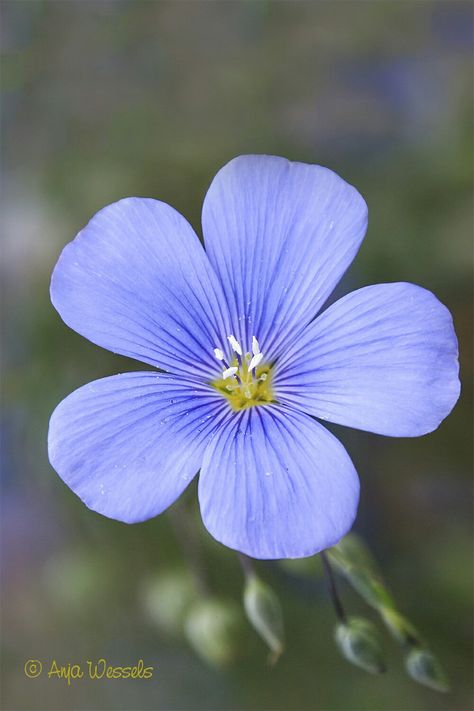 Periwinkle Flowers, Flower Close Up, Flower Art Drawing, Blue Garden, Arte Inspo, Landscape Drawings, Beautiful Flowers Pictures, Big Flowers, Botanical Flowers