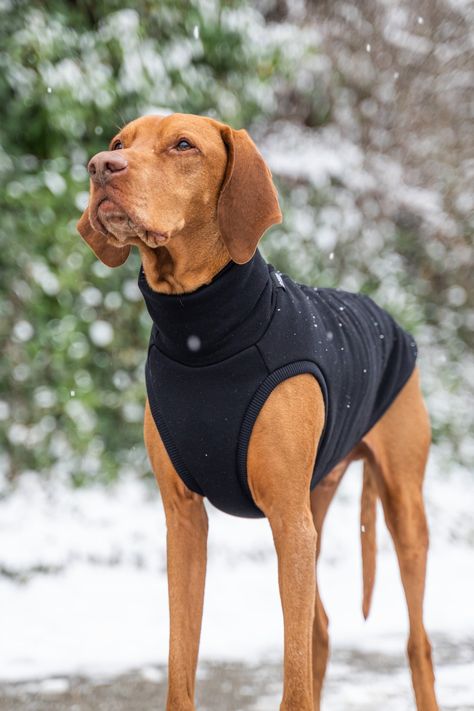 Introducing our specially designed sweatshirt, tailored for dogs with a deep chest, narrow waist and long body. This cut is ideal for breeds such as the Hungarian Pointer, German Shorthaired Pointer, Weimaraner, German Dog, Dalmatian, Boxer, Mexican Hairless Dog, Peruvian Hairless Dog and Chinese Mane Dog. Large paw openings provide maximum freedom of movement during vigorous runs, so your dog can fully enjoy every adventure. The high chimney around the neck is made of warm material, and the addition of reflective elements increases visibility during evening walks. Thanks to the adaptive design, the sweater adapts to the body, covering the dog's kidneys and providing protection from cold, wind and dirt. Our priority is your dog's comfort. Our garments are carefully designed without unneces Peruvian Hairless Dog, Mexican Hairless Dog, Large Dog Sweaters, Big Dog Clothes, Large Dog Clothes, Vizsla Dog, Narrow Waist, Hairless Dog, Vizsla Dogs