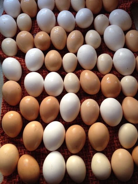 6 Ways to Preserve Chicken Eggs – Backyard Chicken Project Chicken Egg Problems, Too Many Eggs, Raising Livestock, Chicken Incubator, Best Egg Laying Chickens, Laying Chickens, Fancy Girls, Portable Chicken Coop, Egg Plant