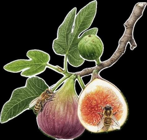 Fig Drawing, Procreate Ipad Pro, Illustration Product, Watercolor Fruit, Botanical Tattoo, Illustration Botanique, Botanical Illustration Vintage, Fruit Photography, Procreate Ipad