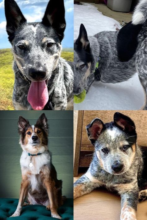 Texas Heeler, Heeler Dog, Fuzzy Wuzzy, Cattle Dogs, Australian Cattle Dog, Cattle Dog, Australian Shepherd, Dog Breed, Boston Terrier