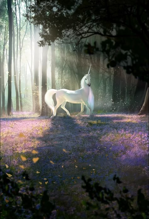 Unicorn (Legends) - The Elder Scrolls Wiki Elder Scrolls Legends, Unicorn Artwork, Unicorn And Fairies, Magical Horses, Pegasus Unicorn, Unicorn Pictures, Fantasy Horses, Creatures Art, The Last Unicorn