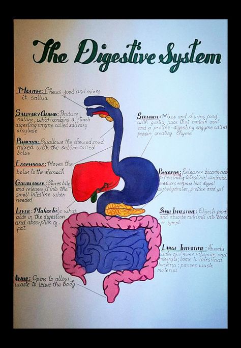 Biology Digestive System Notes, Digestive System Diagram Project, Biology Chart Ideas, Science Chart Ideas, Digestive System Project, Digestive System Diagram, Science Assignment, Biology Diagrams, Science Diagrams