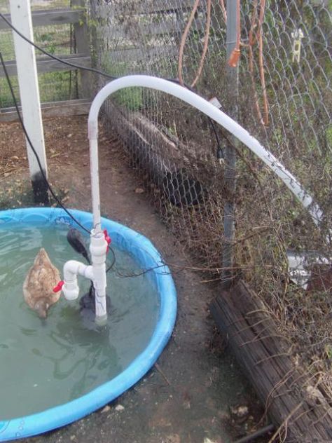 Duck Pond Filter & Shower with lots of pictures. | BackYard Chickens - Learn How to Raise Chickens Duck Pond Filter, Duck Pool, Pond Filter System, Backyard Ducks, Duck Coop, Raising Ducks, How To Raise Chickens, Diy Pond, Raise Chickens