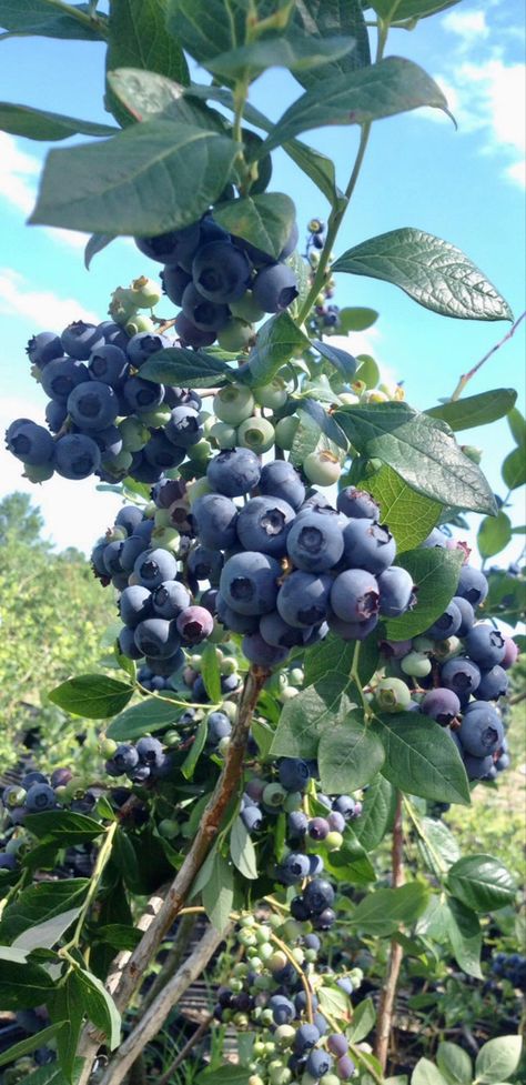 They also grow beautifully in pots or containers as long as you use peat moss when you plant your blueberry bushes for sustainable edible landscaping in your garden or property. #blueberry#blueberries #plants #planting #gardening #sustainable #sustainability #growyourown Blueberry Plants In Pots, Cranberry Farm, Blueberry Tree, Blackberry Plants, Crooked Nose, Aronia Berries, Raspberry Bush, Raspberry Plants, Growing Blueberries