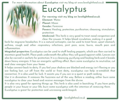 Eucalyptus Image Eucalyptus Meaning, Eucalyptus Properties, Eucalyptus Properties Magic, Eucalyptus Meaning Witchcraft, Dill Magical Properties, Eucalyptus Witchcraft, Tarragon Magical Properties, Eucalyptus Magical Properties, Cinquefoil Magical Properties