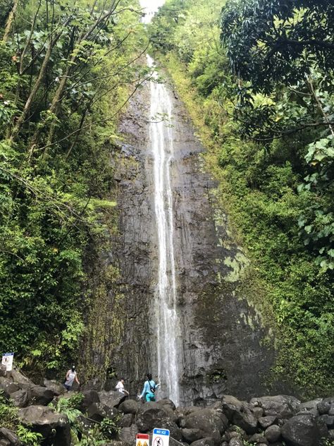 Manoa Falls Trail on Oahu - Cost, Parking and Other Helpful Tips Manoa Falls Oahu, Manoa Falls, Hawaii Guide, Honolulu Waikiki, North Shore Oahu, Beautiful Hikes, Gorgeous Scenery, Banyan Tree, Rock Face