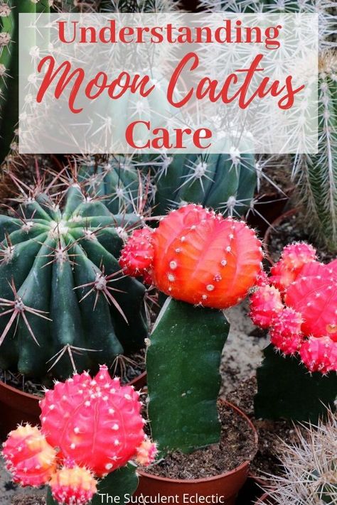 How To Grow Cactus, Grafted Cactus, Houseplant Collection, Moon Cactus, Cactus Pictures, Cactus Terrarium, Cactus Care, Indoor Climbing, Succulents Cactus