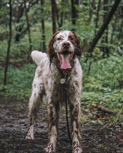 it's mud season!! and you need gear that can handle it. dogs love playing in the mud – they connect with their wild side, experience smells and sensations, and even cool down on a hot day. it’s also a great form of exercise and mental stimulation. but the messy aftermath can be a pain. that's why besties gear is waterproof and easy to clean. simply spray it down and you're ready for your next adventure! model 🐶 @bustadahustla featuring 🏷️ fern grove silicone id tag in cream #dogtag #dogta... Muddy Dog, Mental Stimulation, Dogs Love, Hot Day, Hot Days, Id Tag, Dog Love, Fern, Dog Tags