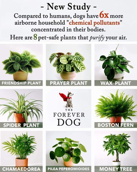 Pet Safe Plants, Money Plant Decor, Dog Safe Plants, Safe House Plants, Indoor Oasis, Plants Pet Friendly, Air Purifying House Plants, Household Plants, Plant Care Houseplant