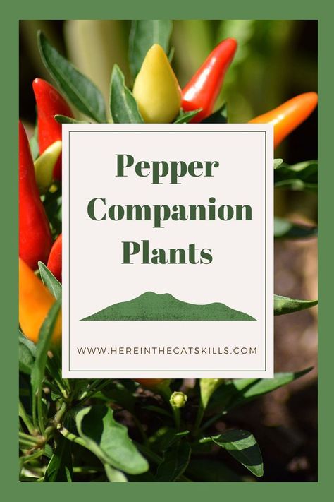 Ripening hot peppers with text reading: "Pepper Companion Plants" Pepper Companion Planting, Companion Plants For Peppers, Growing Green Peppers, Canning Bell Peppers, Herb Companion Planting, Pepper Companion Plants, Jalapeno Plant, Hot Peppers Plants, Growing Hot Pepper