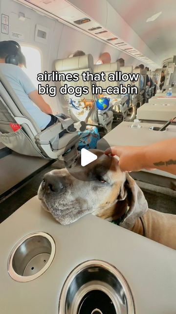 Flying With Dog, Dog On Plane, Dog On Private Jet, Flying With Pets, Dogs On Planes, Dog Airplane Travel, Airline Pet Carrier, Dog Haircuts, Airplane Travel