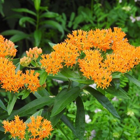 21 Kentucky Native Plants for Landscaping Best Plants To Grow In Kentucky, Gardening In Kentucky, Native Kentucky Plants, Kentucky Native Plants, Plants For Landscaping, Common Milkweed, Native Plant Landscape, Asclepias Incarnata, Virginia Bluebells