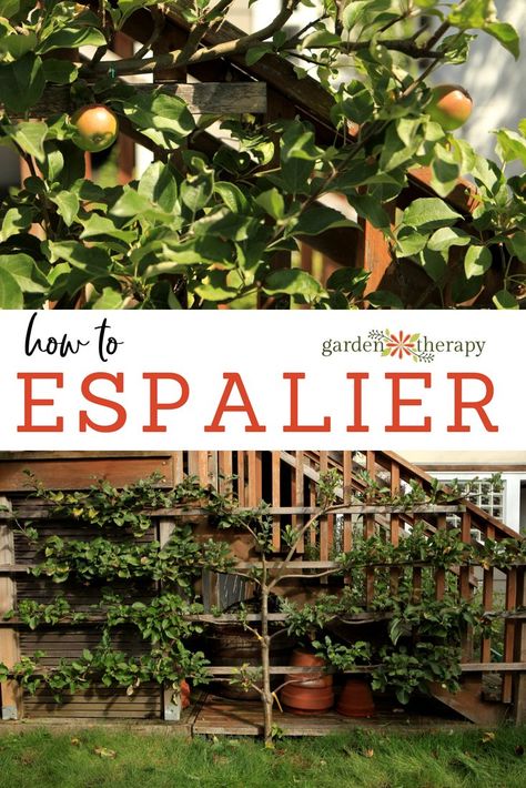 Espaliated Fruit Trees, Lemon Tree Espalier, Espalier Fruit Trees Training, How To Espalier Fruit Trees, Plum Espalier, Espalier Fruit Trees Fence, Espalier Diy, Espalier Trees, Fruit Trees Backyard