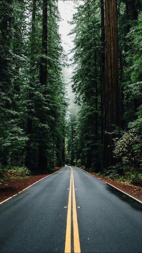 Pacific Northwest #aesthetic #trees #hipster #road #washington #forest #pnw #grunge #green #pinetrees #oregon #FF #photooftheday #F4F Iphone 5 Wallpaper, Forest Road, Tall Trees, 웃긴 사진, Alam Yang Indah, In The Forest, Nature Wallpaper, Endless Possibilities, The Forest