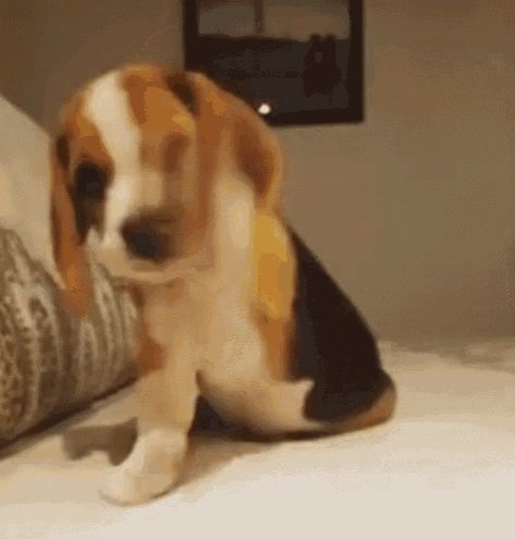 Beagle GIF - Beagle GIFs Beagle Animation, Puppies Gif, Himalayan Kitten, Baby Beagle, Pocket Beagle, Beagle Art, St Bernard Puppy, Beagle Puppies