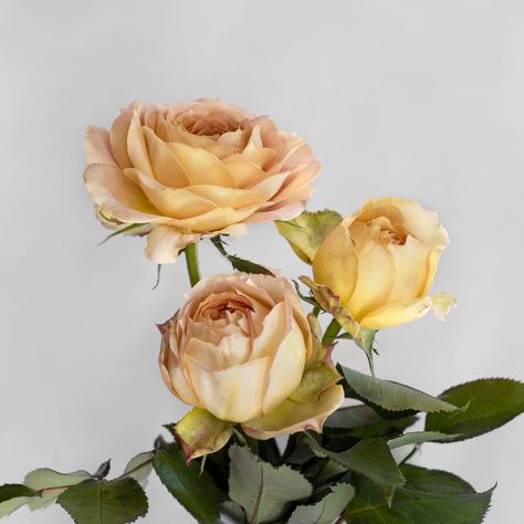 Caramel Antique Freelander® - Palatine Fruit & Roses Cut Garden, List Of Flowers, Garden Rose, Study Help, Romantic Garden, Garden Roses, Antique Roses, Growing Tree, Flower Child