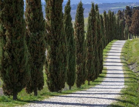 Fast-Growing Evergreen Trees - Italian Cypress Italian Cypress Trees, Thuja Green Giant, Trees Top View, Fast Growing Evergreens, Leyland Cypress, Italian Cypress, Columnar Trees, Natural Fence, Front Yard Design