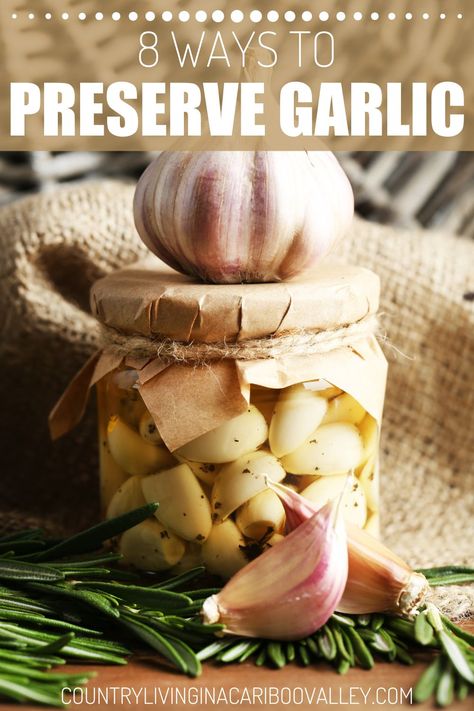 All kinds of ways to preserve garlic! How to preserve garlic in olive oil, plus other ways to preserve garlic cloves and garlic bulbs. How to freeze garlic, freeze minced garlic, store garlic bulbs whole and other ways to preserve garlic for months Pickled Garlic Recipes Canning, Spicy Pickled Garlic, Preserving Garlic, Pickles Recipes, Store Garlic, Dilly Beans, How To Store Garlic, Pickle Recipes, Garlic Recipe